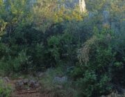 ΤΕΙΧΗ ΑΡΧΑΙΑΣ ΚΡΑΝΗΣ – ΑΝΑΖΗΤΟΥΝΤΑΙ