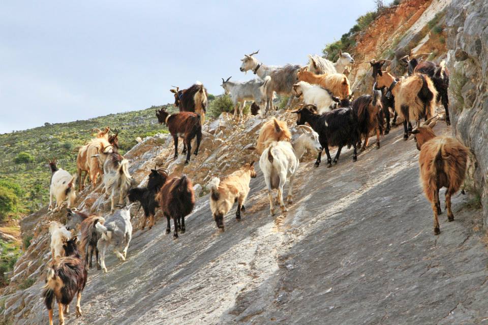 Δήμος Σάμης: Παγίδες περισυλλογής για ανεπιτήρητα αιγοπρόβατα στα Δρακάτα