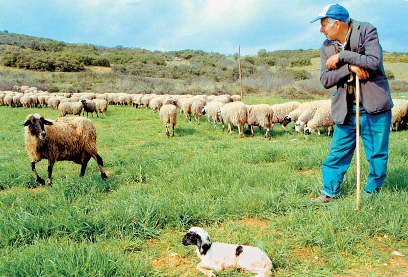 Tελευταία ευκαιρία για απλήρωτους Κτηνοτρόφους συνδεδεμένης επιδότησης