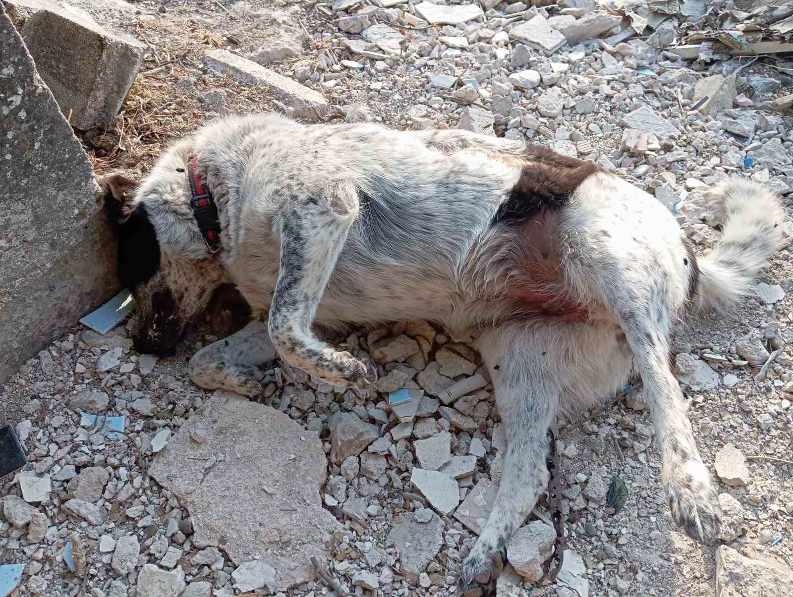 Δηλητηρίαση σκύλου, στα Βαλσαμάτα. Καθημερινό φαινόμενο το έγκλημα κατά αθώων ζώων στο νησί μας