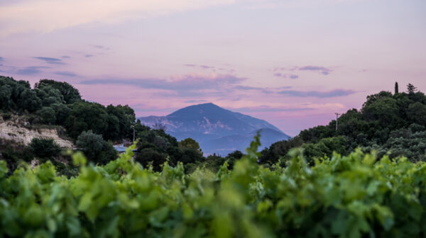 Η ΕΑΣ Κεφαλληνίας & Ιθάκης δίνει οδηγίες στους αμπελουργούς ενόψει τρύγου