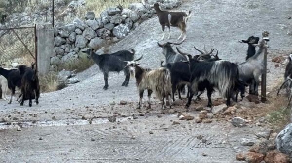 Κε δήμαρχε, χαίρε… Στα Κουρουκλάτα τα γίδια κάνουν και …νέο πάρτι!