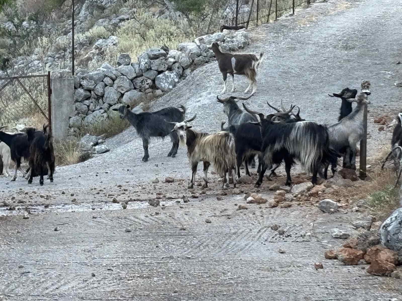 Κε δήμαρχε, χαίρε… Στα Κουρουκλάτα τα γίδια κάνουν και …νέο πάρτι!