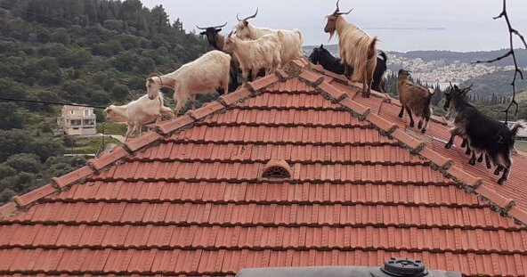 Τα αδέσπορα γίδια στα κεραμίδια