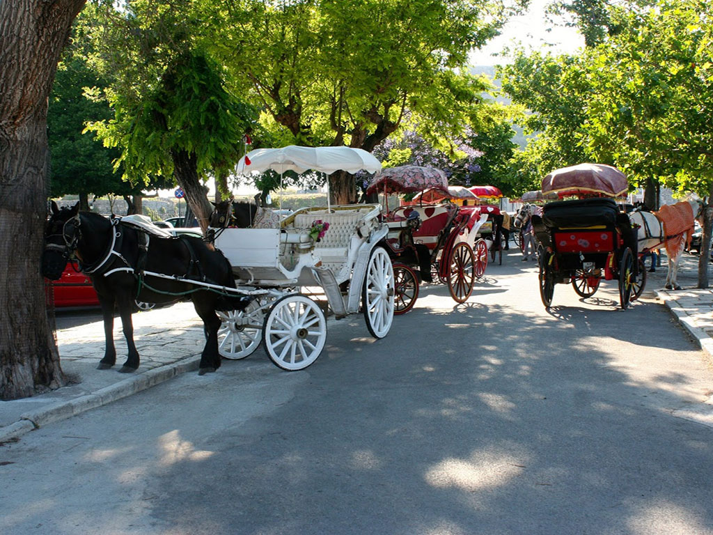 Ομόφωνο «φρένο» στα ζωήλατα οχήματα στο Αργοστόλι –«Απόφαση πολιτισμού και σεβασμού στα ζώα»