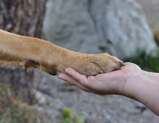 StraysInAction Greece: Αναζητούνται εθελοντές για τη διάσωση ζώων, μετά τις πυρκαγιές στην Κεφαλονιά