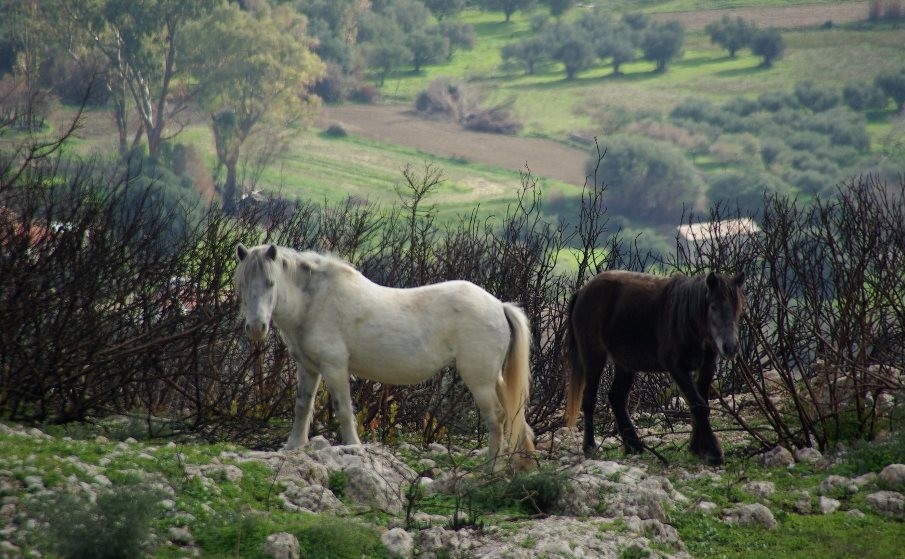Τα άλογα του Αίνου, σύμμαχοι στην αντιμετώπιση της πυρκαγιάς