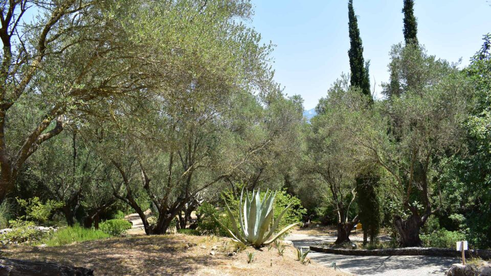 Κρατώντας ζωντανή τη σπάνια χλωρίδα του Ιονίου-4
