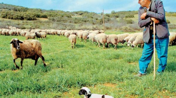 Έως 20/9 εκπαίδευση κτηνοτρόφων για τη λήψη συνδεδεμένης επιδότησης