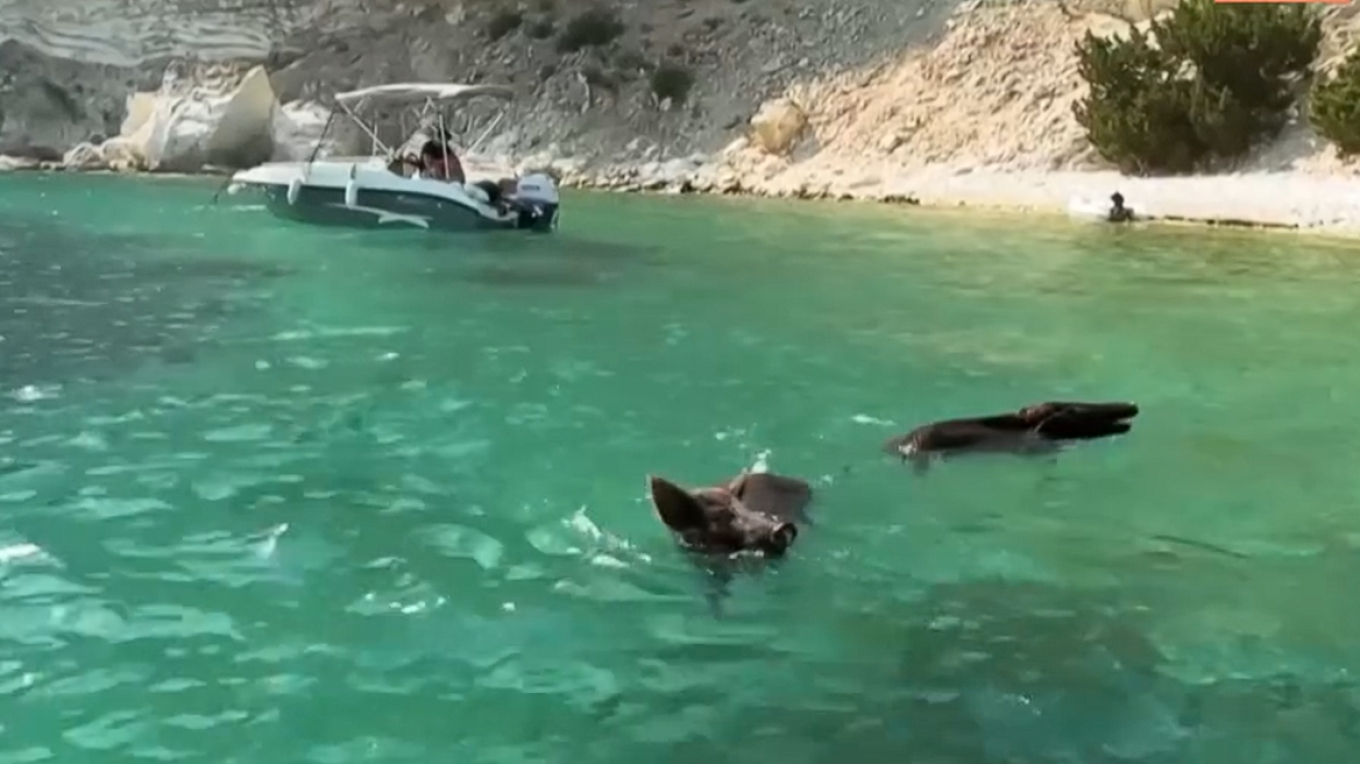 Καταγγελία ότι τραυματίστηκαν αγριόχοιροι από προπέλες σκαφών, στον Άτοκο
