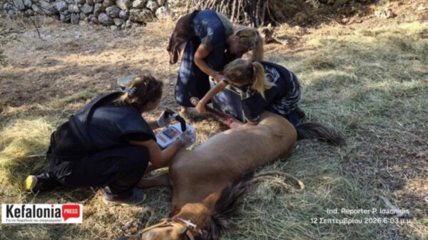 Κεφαλονιά: Η δραματική μάχη για τη φοραδίτσα – Μπέλλα και το τέλος που κανείς δεν ήθελε