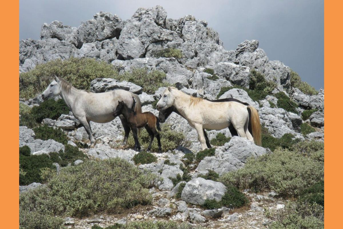 Κεφαλονιά: Πυροβολούν άλογα που αναζητούν τροφή στα χωριά