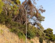 ΣΒΗΣΤΑ 37 ΦΩΤΑ ΚΑΙ ΞΕΡΑ ΠΕΥΚΑ ΕΤΟΙΜΑ ΝΑ ΠΕΣΟΥΝ ΣΤΟΝ ΓΥΡΟ ΤΟΥ ΚΟΥΤΑΒΟΥ
