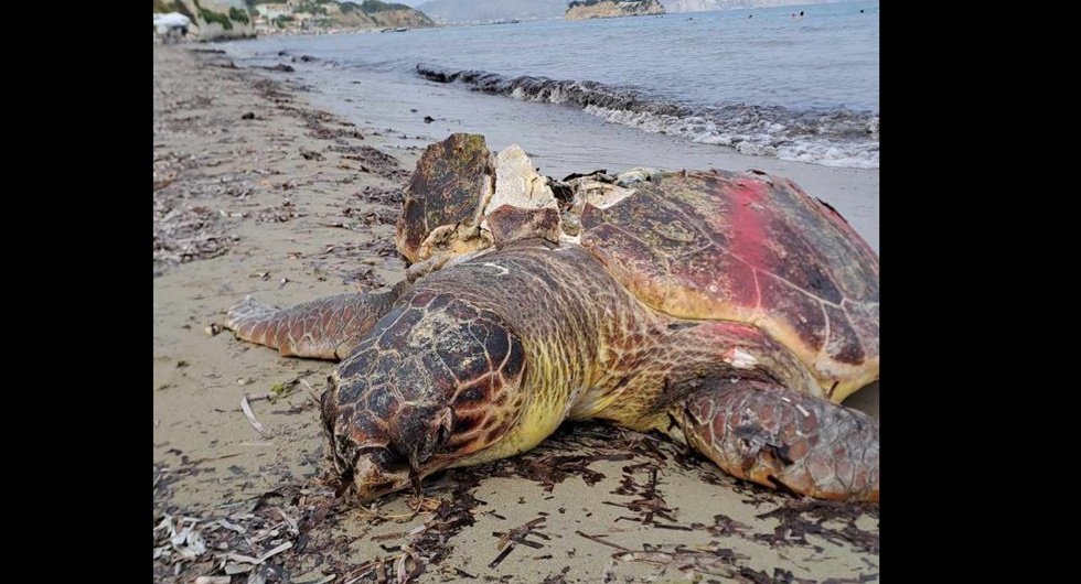 Βόρεια Κέρκυρα: 28 νεκρές θαλάσσιες χελώνες, μέσα σε 9 μήνες