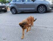 ΑΝΑΖΗΤΕΙΤΑΙ Ο ΙΔΙΟΚΤΗΤΗΣ ΣΚΥΛΟΥ ΣΤΗ ΣΑΜΗ
