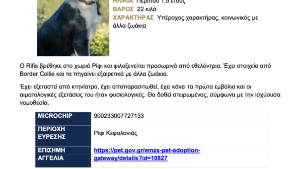 Ο Rifis ψάχνει το παντοτινό του σπίτι – Μια αγκαλιά για τον σκυλάκο από το Ρίφι