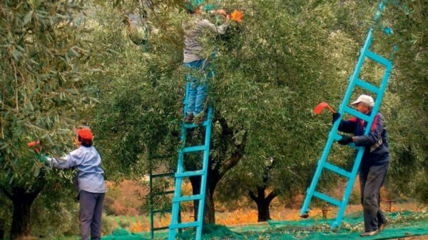 Συγκομιδή της ελιάς: Μια παράδοση με βάθος και σημασία