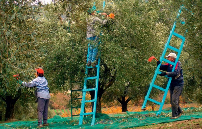 Συγκομιδή της ελιάς: Μια παράδοση με βάθος και σημασία